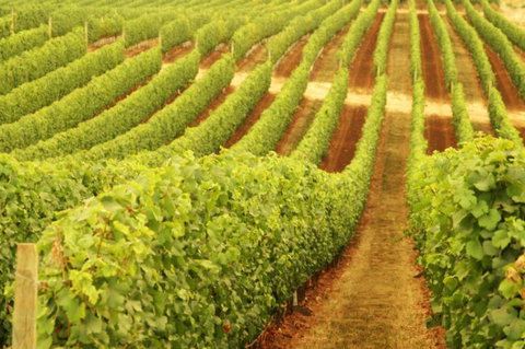 Cullen Wines - Accommodation Europe 0
