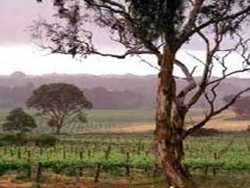 Yangarra Estate Vineyard - Events Australia 0