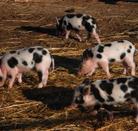 Will's Rare Breeds Farm - Events Australia