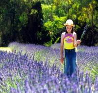 Brayfield Park Lavender Farm - Events Australia