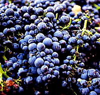 Laurel Bank Vineyard - Events Australia