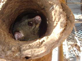 Mulga Sanctuary And Wildlife Park - Accommodation Europe 0