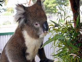 Glen-Forest Tourist Park - Tourism Bookings 0