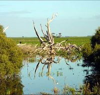 Bool Lagoon Game Reserve and Hacks Lagoon Conservation Park - Events Australia