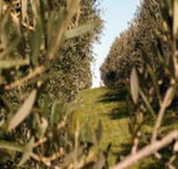 Evilo Estate - Events Australia