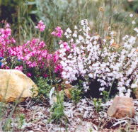 Stokes Bay Bush Garden - Events Australia