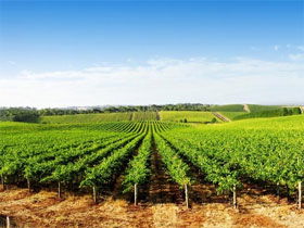 Aldinga Bay Winery - Tourism Bookings 0