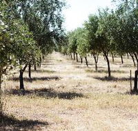 Talinga Grove Olive Oils - Events Australia