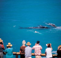 Whale Watching At Head Of Bight - Events Australia
