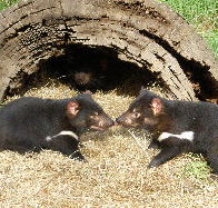 Wing's Wildlife Park - Events Australia