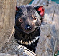 Trowunna Wildlife Sanctuary - Events Australia