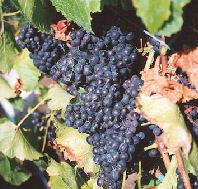 Darlington Vineyard - Events Australia