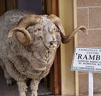 Tasmanian Wool Centre - Events Australia