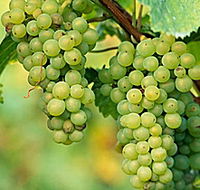 TP Vineyards - Events Australia