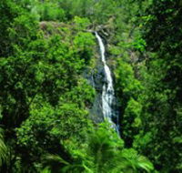 Kondalilla National Park - Events Australia