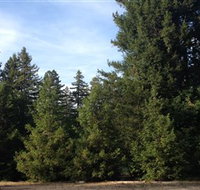 Pialligo Redwood Forest - Events Australia