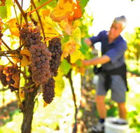 Native Point Wines - Events Australia