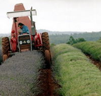 Bridestowe Lavender Farm - Events Australia