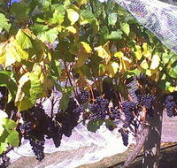 Palmara Vineyard - Events Australia