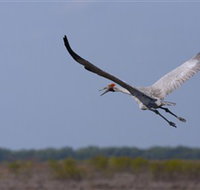 Gayngaru Wetlands Interpretive Walk - Events Australia