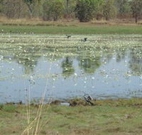 Leaning Tree Lagoon Nature Park - Events Australia