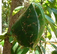 Greenant Creek Walk - Events Australia