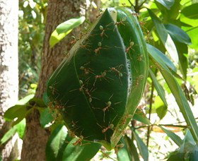 Greenant Creek Walk - Events Australia 0