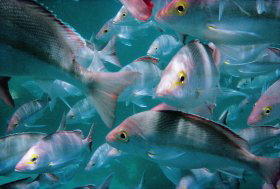 Palm Beach Reef Dive Site - Events Australia 0