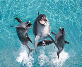 Sea World - Tourism Bookings 0