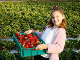 Strawberry Fields - Tourism Bookings 0