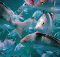 Wolf Rock Dive Site - Events Australia
