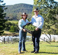 Hinterland Feijoas - Events Australia