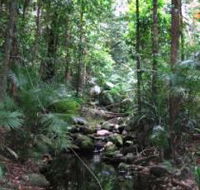 Mossman Gorge Rainforest Circuit Track Daintree National Park - Events Australia