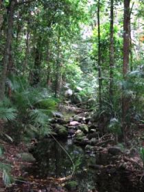 Mossman Gorge Rainforest Circuit Track, Daintree National Park - Events Australia 0