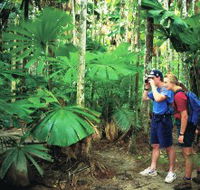Mount Sorrow Ridge Trail Daintree National Park - Events Australia