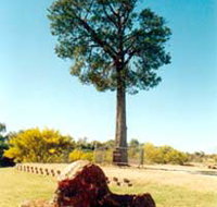 Robbers Tree - Events Australia