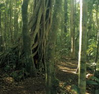 Mount Bithongabel - Events Australia