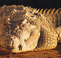 Koorana Crocodile Farm - Accommodation Europe