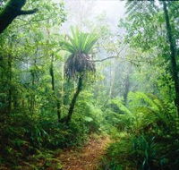 Lamington National Park Green Mountains Section - Events Australia