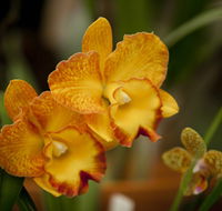 Queens Park - Orchid House - Events Australia
