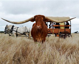 Texas Longhorn Wagon Tours And Safaris - Events Australia 0