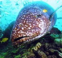 Lady Musgrave Island Dive Sites - Events Australia