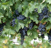 South Burnett Wine Trail - Events Australia