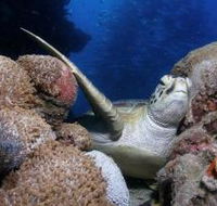 Light House Bommie Dive Site - Events Australia
