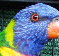 Fraser Coast Wildlife Sanctuary - Events Australia