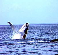 Whale Watching - Events Australia