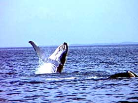 Whale Watching - Events Australia 0