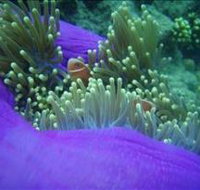 The Lady Bowen Dive Site - Events Australia