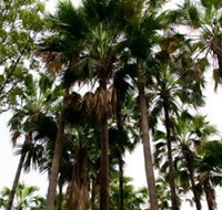 Palm Tree Creek - Events Australia