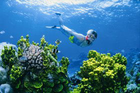 Wheeler Reef Dive Site - Events Australia 0